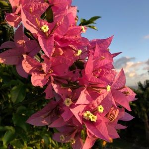 Meet your Posher, Chelsea